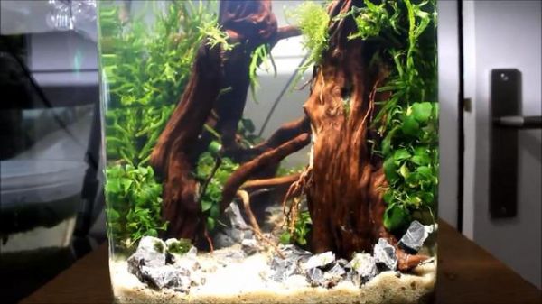 鱼缸造景步骤讲解，很适合新手学习，草缸原来很简单