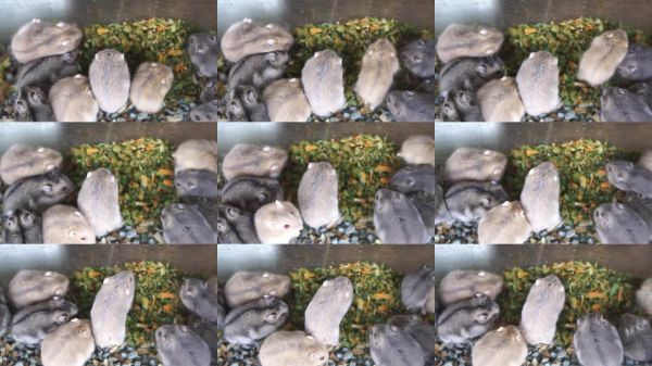 特写镜头展示多只仓鼠享受食物，完美体现小宠物护理和自然动物习性。