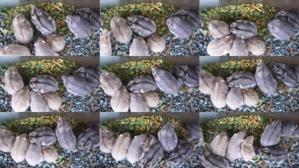 特写镜头多只仓鼠享用食物，完美展现小宠物护理和自然动物习性。