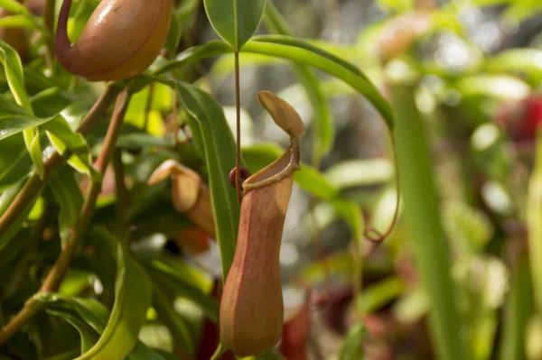 Nepenthes alata en cultivo