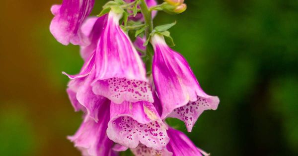 luz ideal para Nepenthes alata