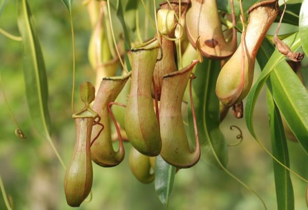 Sustrato para Nepenthes alata