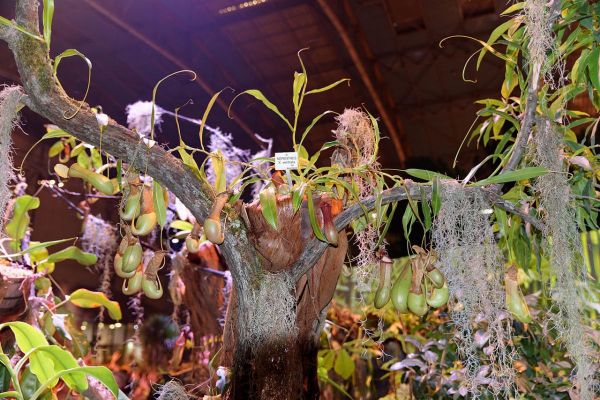 Riego Nepenthes alata