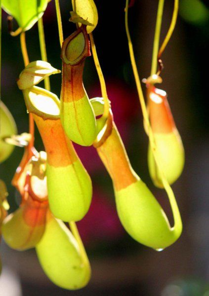 猪笼草怎样种植