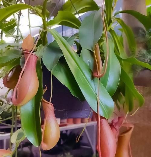 猪笼草的土壤选择和种植技巧是什么？