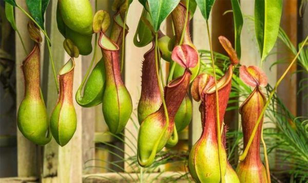 猪笼草的土壤选择和种植技巧是什么？