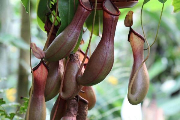 Trampas de Nepenthes ventrata