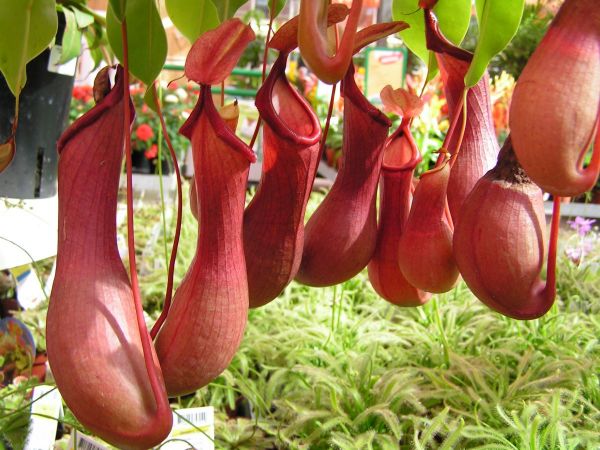Luz para Nepenthes ventrata