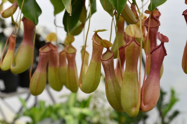 Ubicación de Nepenthes ventrata