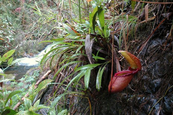 Nepenthes rajah hábitat