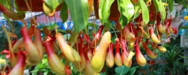 猪笼草怎么养才能长笼