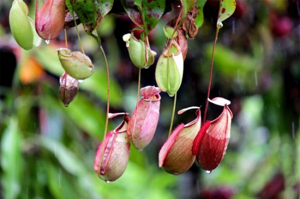 猪笼草怎么养才能长笼