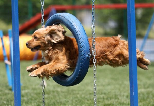 服务全面，安心无忧 上海长宁狗狗训练基地 专业训练狗狗