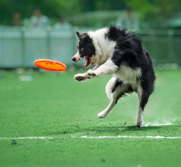 服务全面，安心无忧 上海长宁狗狗训练基地 专业训练狗狗