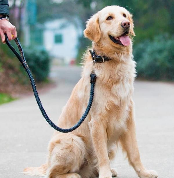 服务全面，安心无忧 上海长宁狗狗训练基地 专业训练狗狗