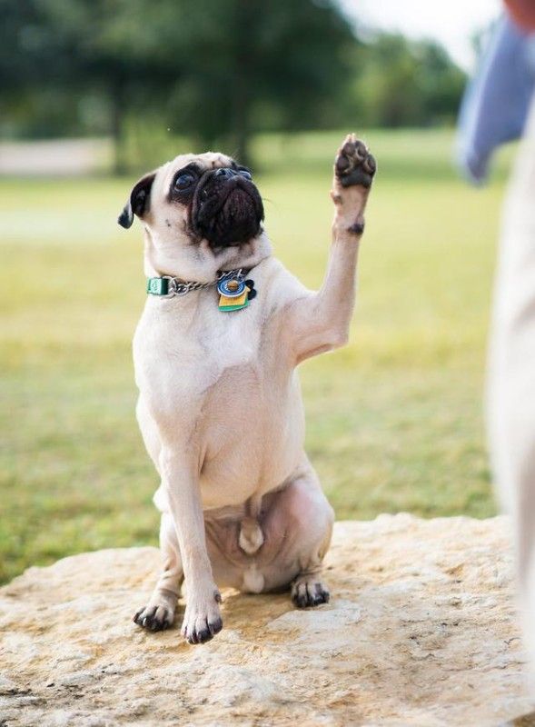 服务全面，安心无忧 上海长宁狗狗训练基地 专业训练狗狗