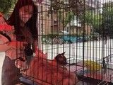 上海杨浦区宠物养老-上海宠物救助基地