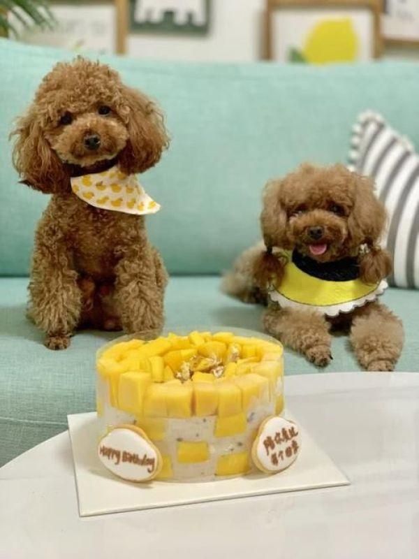 如何巧妙地训练狗狗文明用餐?相比暴力服从,这些细节更重要