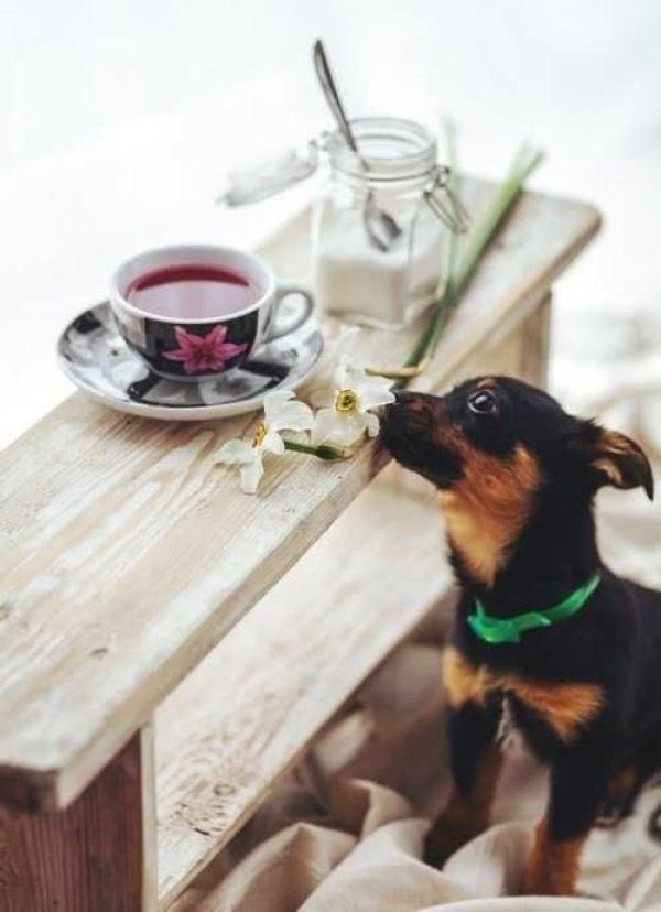 如何巧妙地训练狗狗文明用餐?相比暴力服从,这些细节更重要