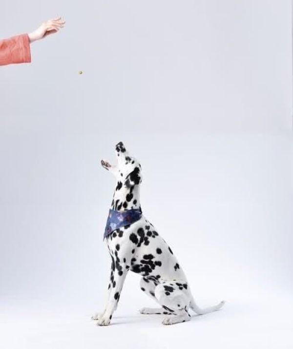 如何巧妙地训练狗狗文明用餐?相比暴力服从,这些细节更重要