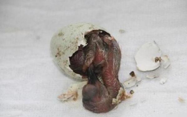 男子看到野外有蛋，捡回家丢鸡窝里，母鸡将其孵化后男子报了警