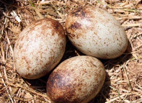 男子看到野外有蛋，捡回家丢鸡窝里，母鸡将其孵化后男子报了警