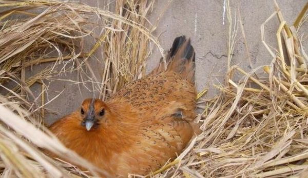 男子看到野外有蛋，捡回家丢鸡窝里，母鸡将其孵化后男子报了警