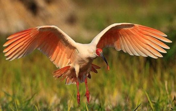 男子看到野外有蛋，捡回家丢鸡窝里，母鸡将其孵化后男子报了警