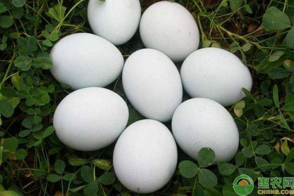 鸡蛋的种类有几种？哪种营养价值最高？