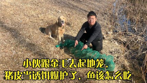 小伙跟金毛去起地笼，猪皮当诱饵爆护了，鱼该怎么吃