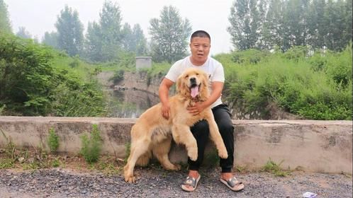 小虎分享好消息给大家，金毛二虎终于会说话了，虽然还有点结巴