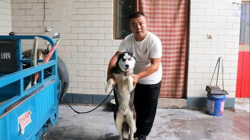 小虎嫌弃二哈不听话又拆家，决定1500块钱把它处理掉，有想要的吗