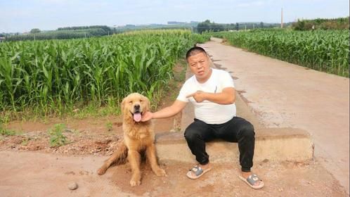 金毛死而复生回家后，小虎发现它不会说话了，什么原因造成的？