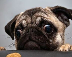 如何能知道哪些是宠物,怎么看是不是宠物狗