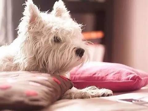 如何能知道哪些是宠物,怎么看是不是宠物狗