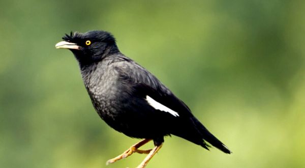 如何鉴别八哥的优势