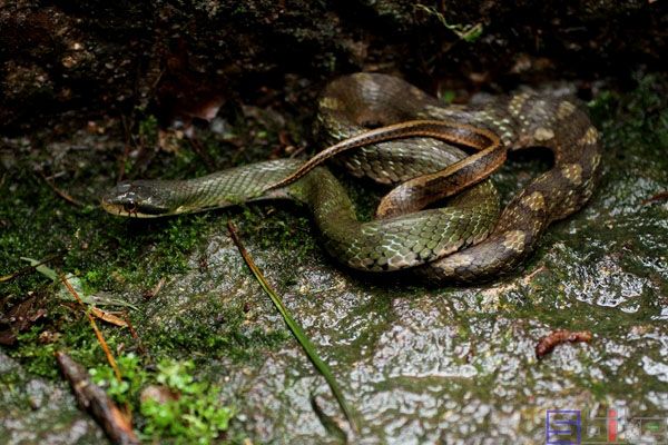 花尾斜鳞蛇