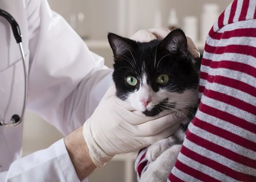 为您的宠物改善牙齿健康的三个步骤