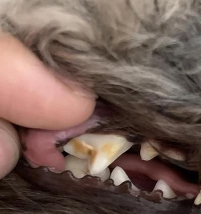 预防狗狗的牙结石，让宠物健康无忧（掌握正确的护理方法，从牙齿开始保护宠物的健康）