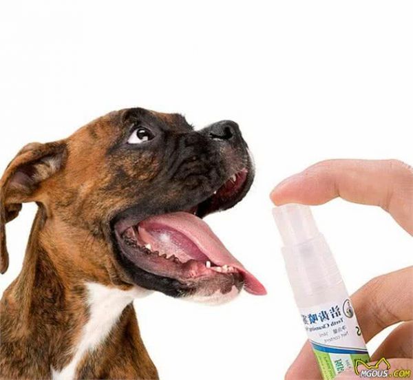 保持狗狗口腔健康，除了刷牙还有4种方法，你在用哪一种？