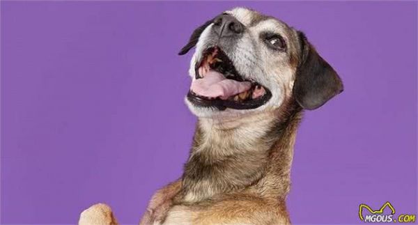 保持狗狗口腔健康，除了刷牙还有4种方法，你在用哪一种？