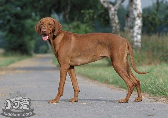 维希拉猎犬口腔怎么护理 维希拉猎犬牙齿清洁方法1