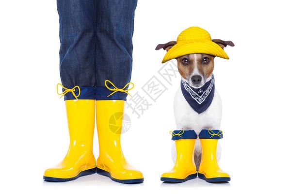 狗狗准备散步了高清图片