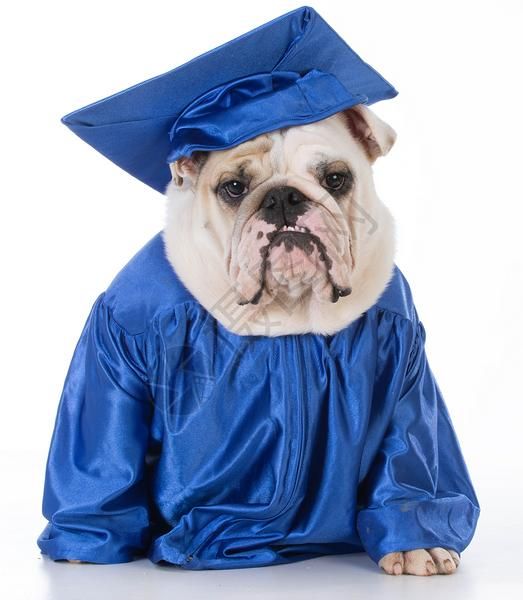 穿着研究生长袍的狗狗高清图片