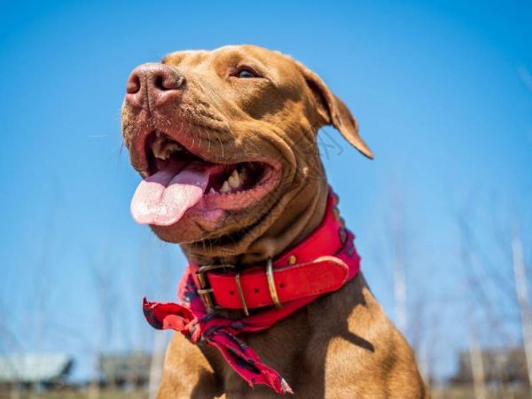 蓝天下可爱的狗狗高清图片