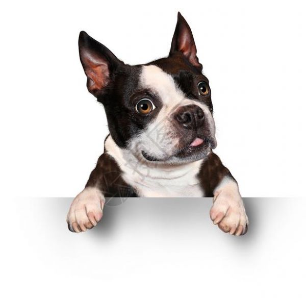 持有空标牌的可爱狗高清图片