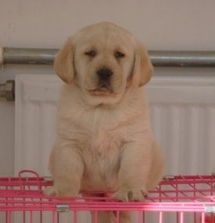 “拉布拉多异味速除攻略，宠物香喷喷！”