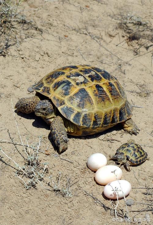 陆龟是凶龟还是吉龟_饲养注意环境饮食，避免捕捉野生个体