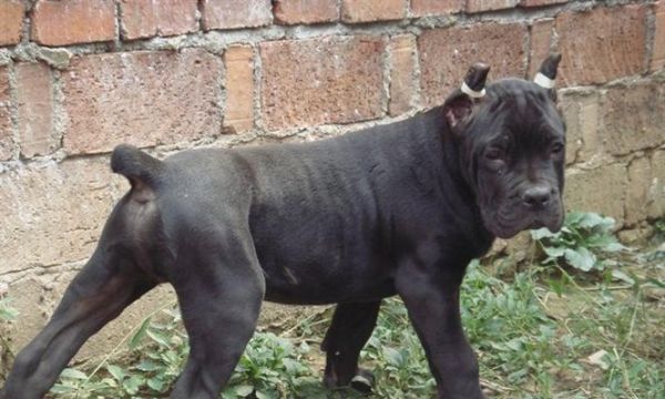 如何正确喂养卡斯罗新手指南（重点关注的注意事项和实用技巧）