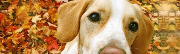 狗狗增毛食谱大揭秘（营养均衡）